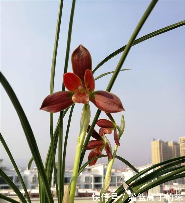 云南下山的这棵不起眼的兰草,后来成了“红素之首”,一起来看看!