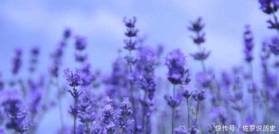 放眼望去|新疆伊犁这个地方盛产薰衣草, 被誉为中国的“普罗旺斯”