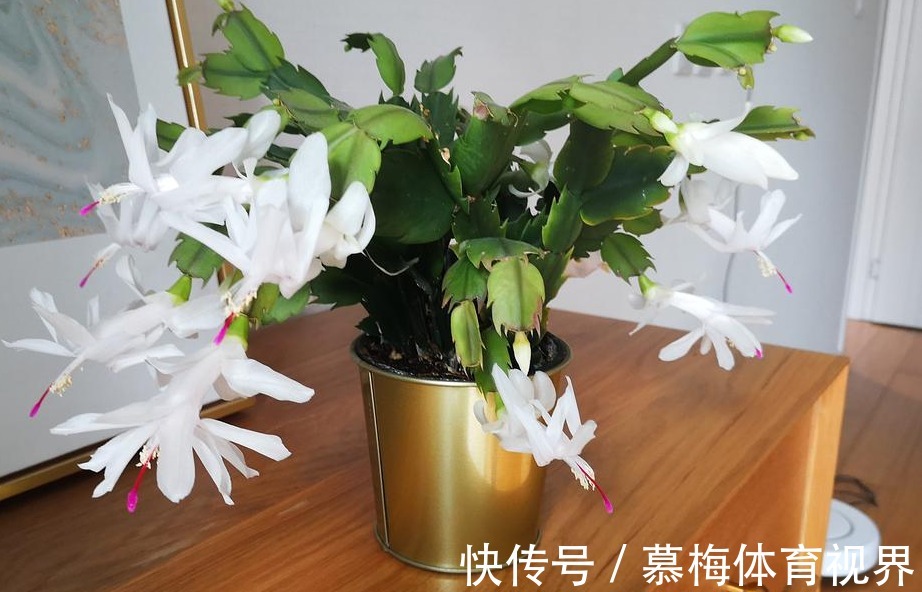 蟹爪兰度夏如渡劫,日常盆栽做好此3点,秋凉才能呼呼窜花苞