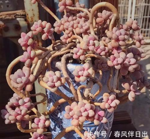 口诀|夏天养多肉，浇水有讲究，掌握“三字”口诀，轻松度夏不黑腐