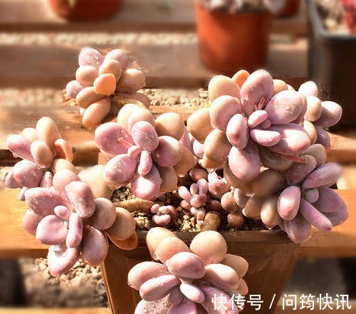 多肉植物长不好盆里埋一宝贝,一周长出大白根,新叶侧芽一起长