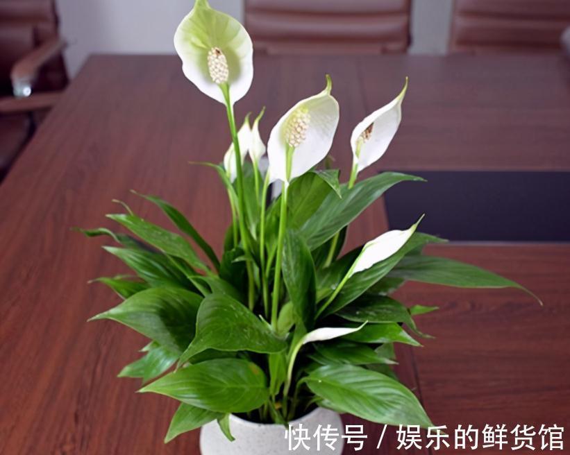 叶子|养什么花净化空气效果更好？盆栽这3款，漂亮好使，格外有格调