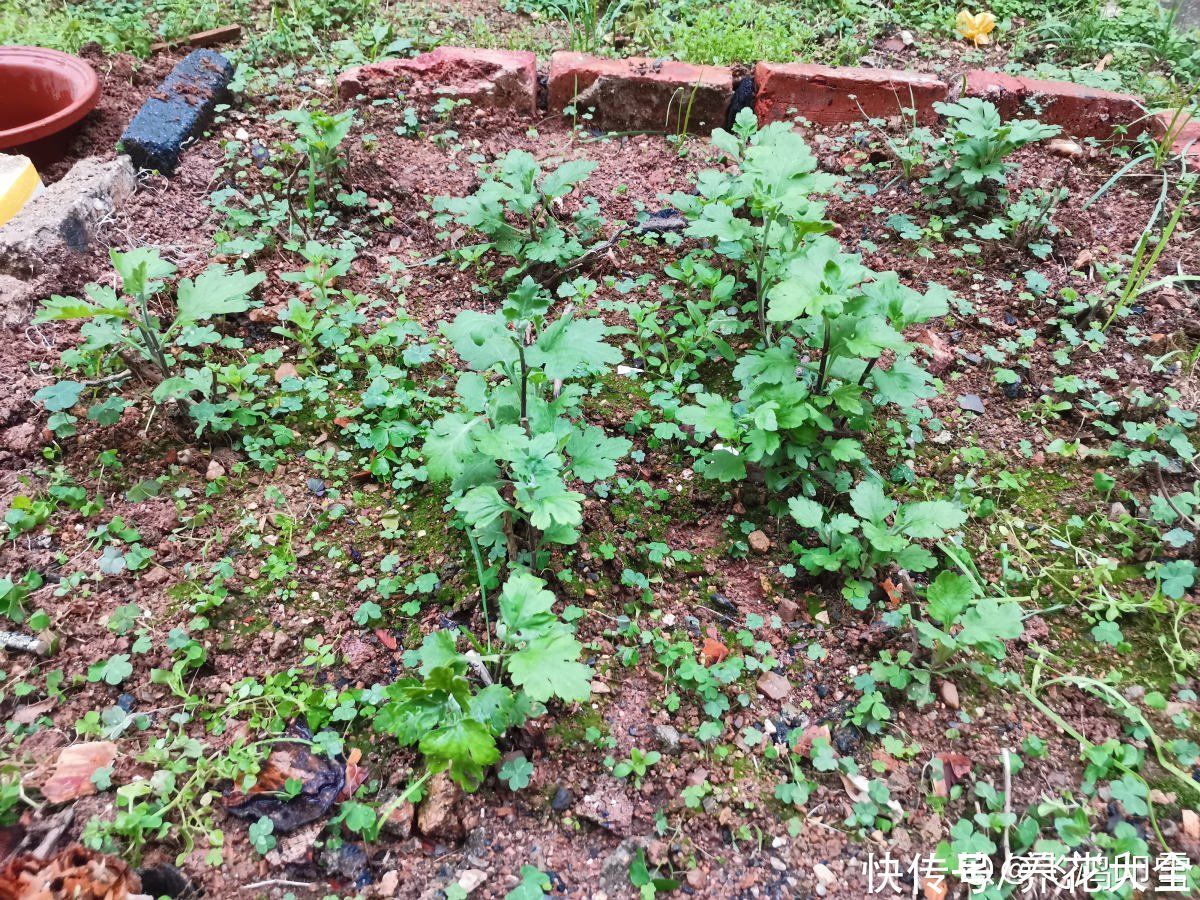 浇水|植物雨季没处躲，勤排水多打理，从此不怕下雨天