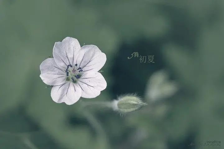 孟夏|初夏注意预防三种疾病