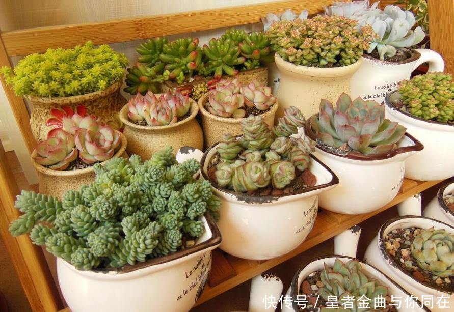 养多肉怎么争“天时地利”盆栽做到4点,叶子全年糖果色