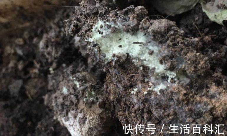 多菌灵|养花出现霉菌的原因以及处理方法