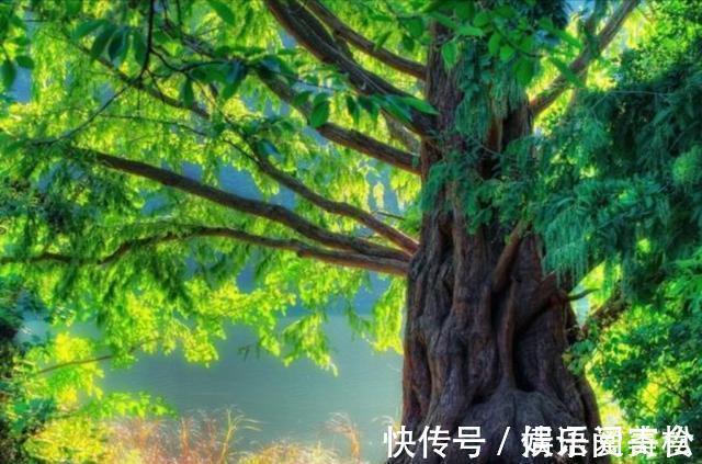 摩天大树#地球上5棵摩天大树,一棵比云层还高8英尺,我国这棵被叫望天树