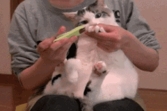 |搞笑动图:小狗下楼梯也这么有个性?