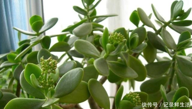 玉树美如玉,氮肥不可少,大豆做肥是技巧!