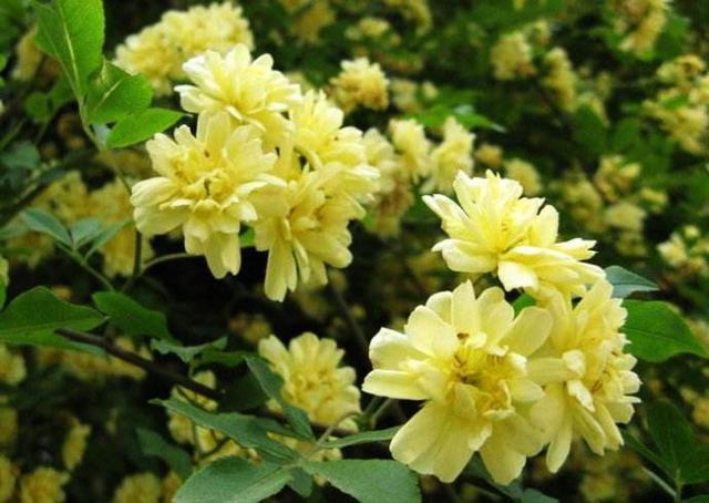 黄木香也能爬藤，长得好看还好养，阳台养上一颗最合适了