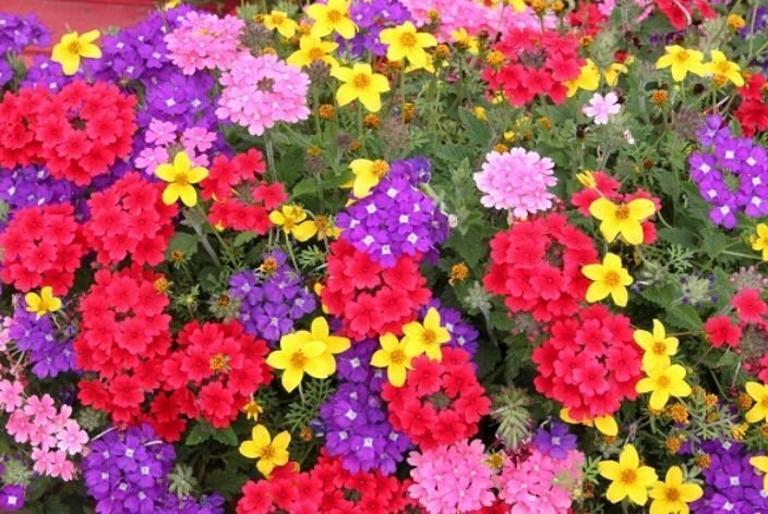 养花就养4种花,家里养一盆,花期长达200天,阳台养出小花园