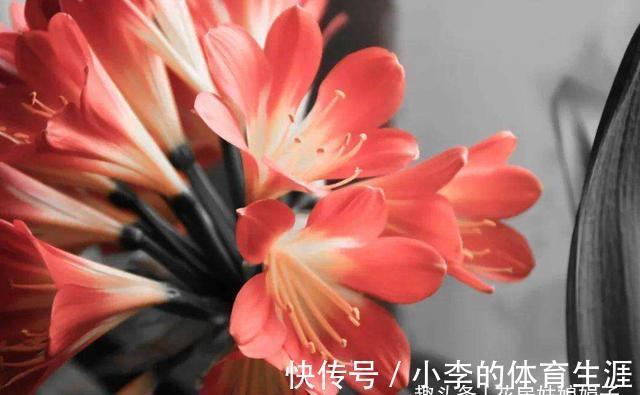 君子兰出现5个特征,是需要翻盆了,但时机不成熟,做好3点能缓解