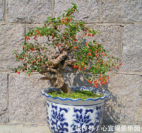 枸杞|没钱买花,野外去挖,插个枝就活,一年变昂贵的盆景,挂满红果果
