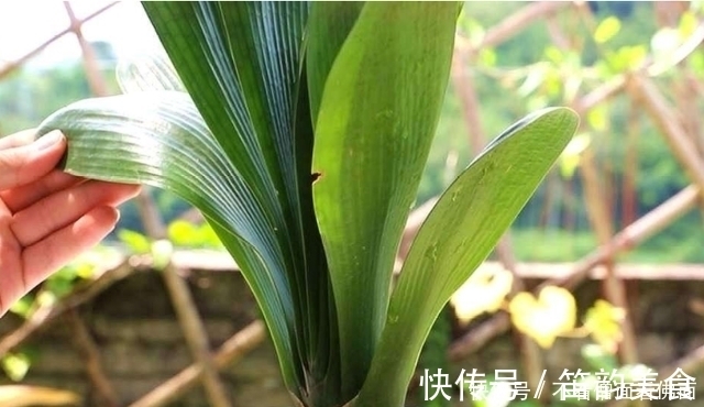 想要君子兰多发芽，避开“三种水”，当月催出花箭，绽放层叠群兰