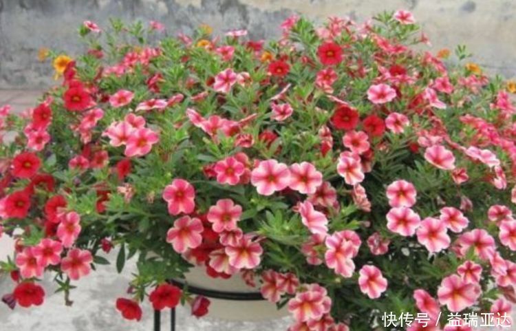 4种懒人花,越不管长得越好,花开满盆,勤快反而养不好