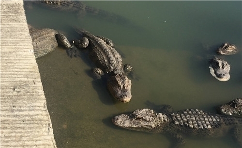 扬子鳄@为啥很多老一辈说自己见过龙?难道是这种动物?现成一级保护动物