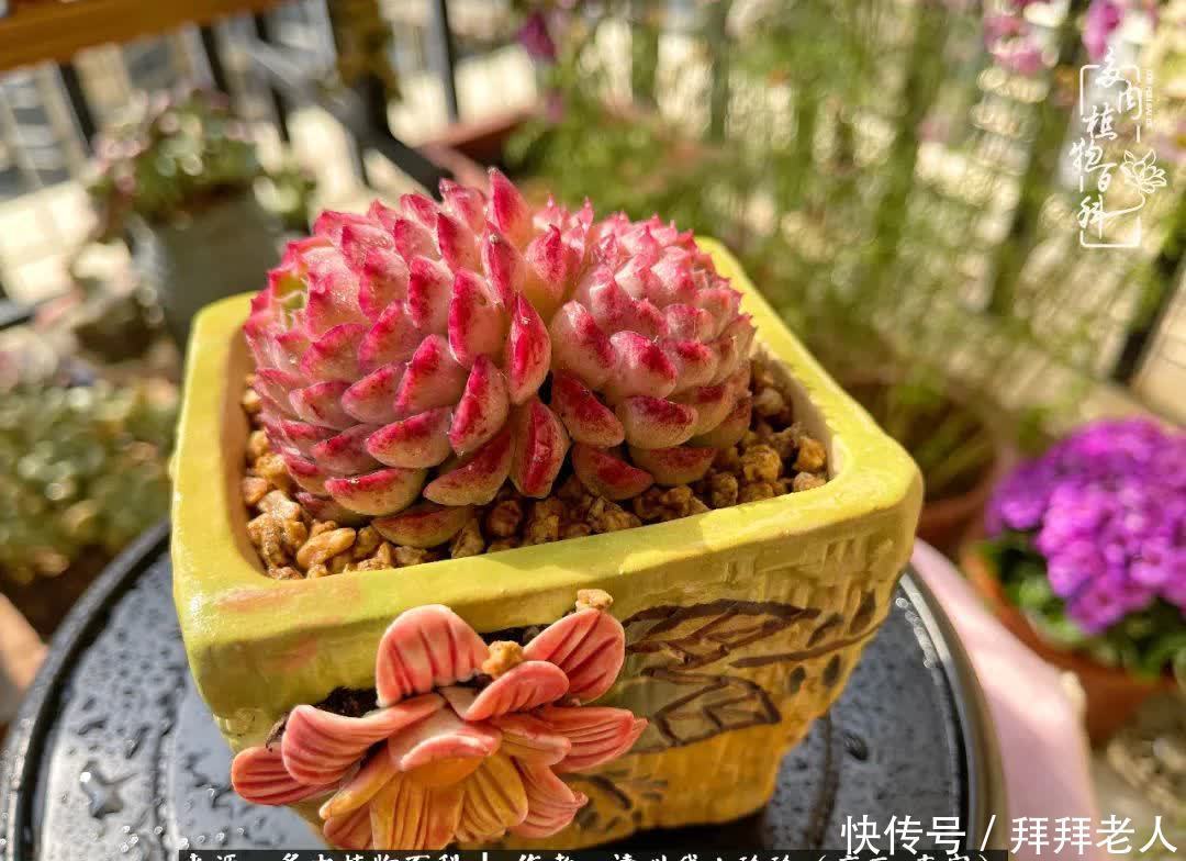 多肉与我，不负时光韶华！