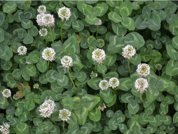 养护花卉长势差不如养护一盆白花三叶草,养护轻松简单易爆盆