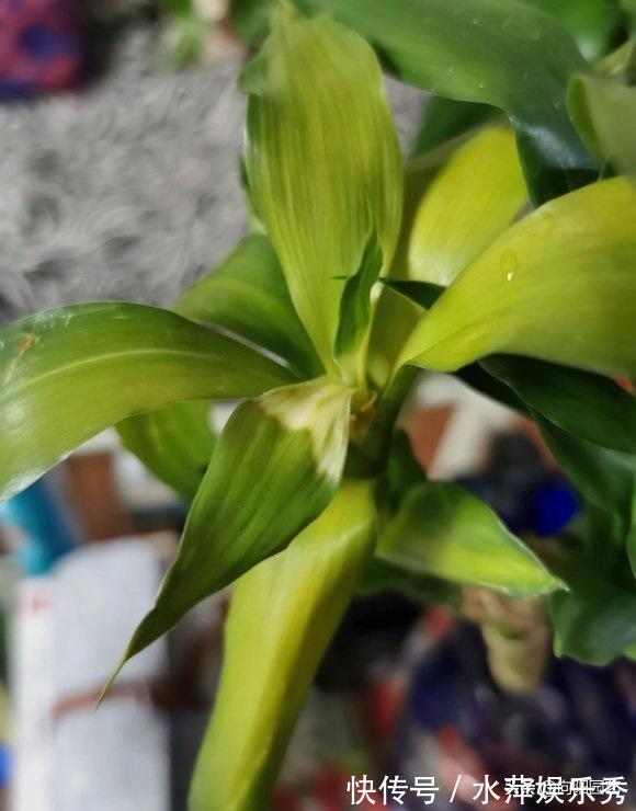 富贵竹|张姨家的富贵竹，养了3年了，竟然开花了，花香很浓，真是少见