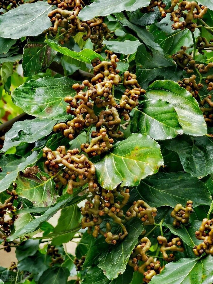 万字符|叫枣不是枣,上山一天能采几十斤,一斤十几块,泡酒是一绝