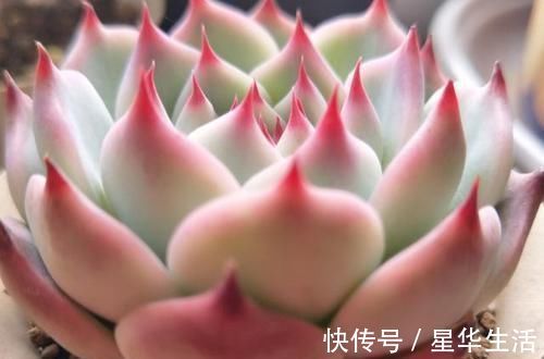 花盆|农村姑娘在院子里种多肉，选择多肉花盆经验分享：要好看也要实用