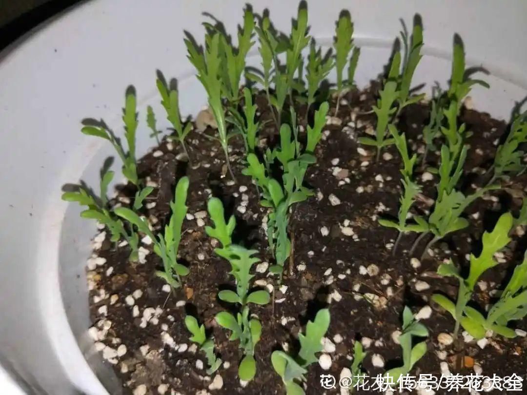 人参萝卜开花了，我种的花，都是这么奇奇怪怪