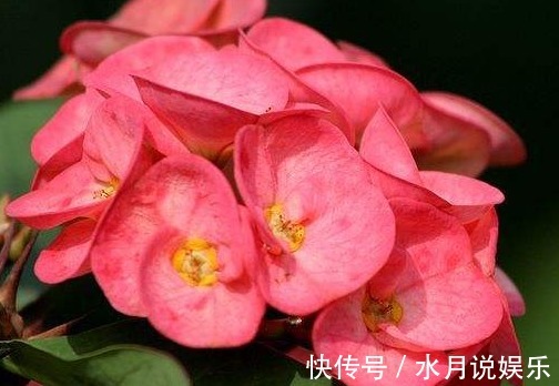 花色|这款植物全年开花，花色艳丽喜庆，比绿萝还好养，清香优雅