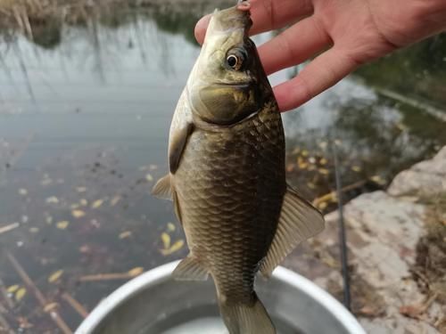 钓鱼|天然的钓饵“添加剂”，鲫鱼喜欢吃，鲤鱼抢着吃，你用过吗？