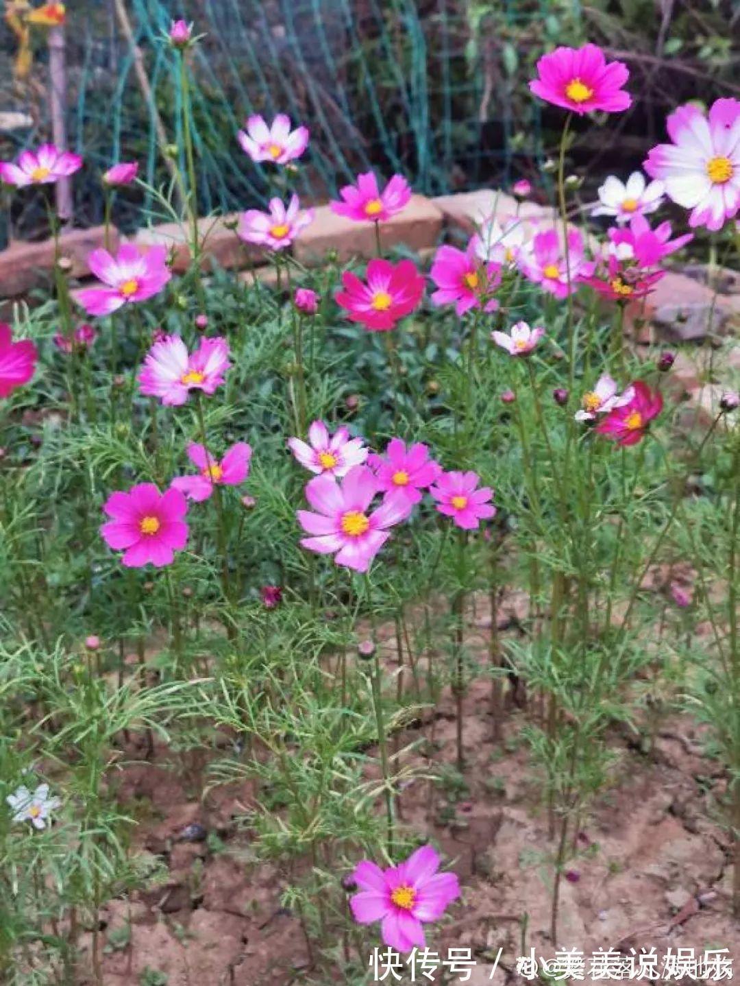 长春花|7种花最干净,门口、窗台放一盆,蚊虫不敢靠近!