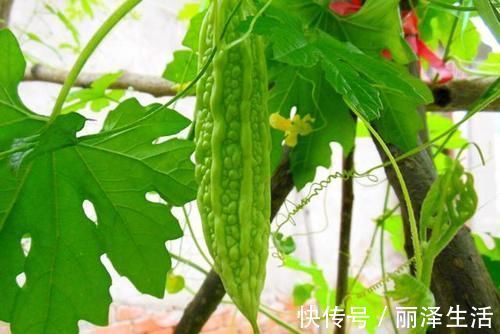 缺钙|苦瓜不能随便吃,建议这4类人平时尽量不要凑热闹了
