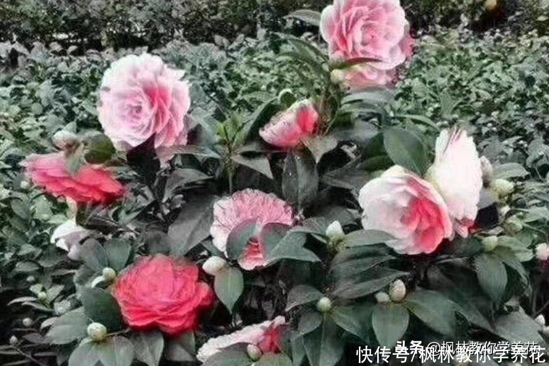 这“4类”花卉叶片即使落光了也能活