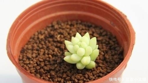 多肉发根后怎么办 多肉发根后可以浇水吗