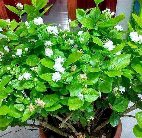 河沙|养茉莉花,用什么“土”最合适,特别是新手,这一点一定要注意