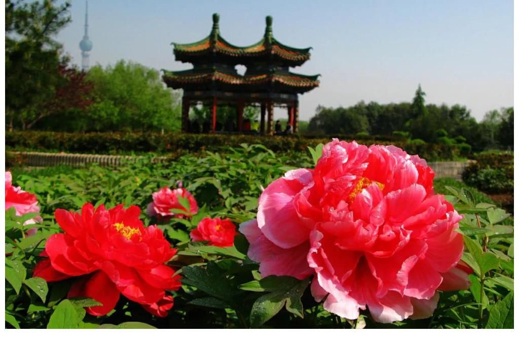 牡丹代表富贵，它的象征意义也很好，你知道有哪些呢？