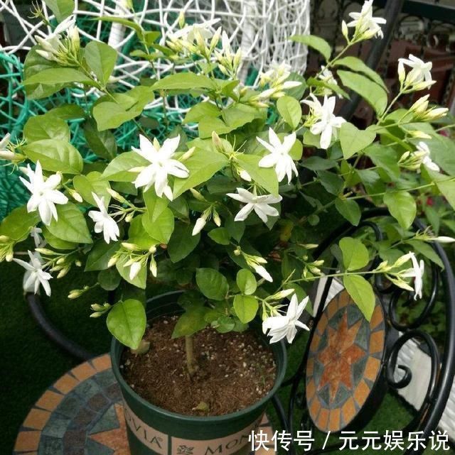 枝条|夏日的茉莉花就离不开它们,开花效果太好,黄叶都不见一片