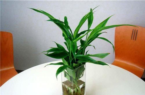 此花象征着大吉大利,能保佑家人步步高升,寓意着节节高升