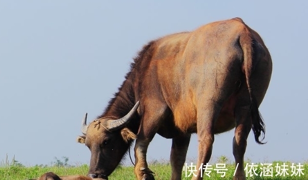 鼠人|10月起，生肖鼠、生肖马、生肖牛好运相随，前途光明，事业兴旺