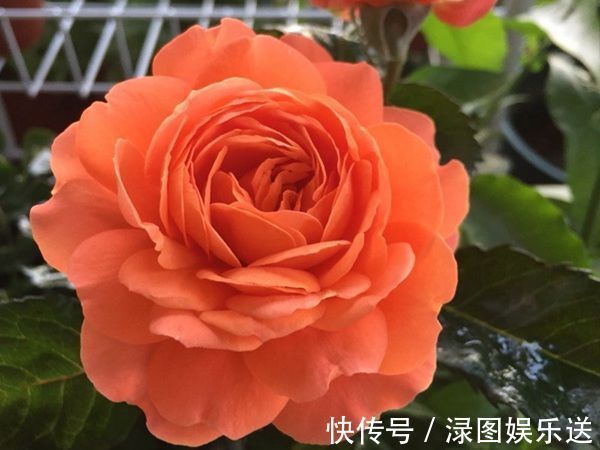 小玲|“高端月季”土星王阳台，丰腴婀娜，美丽怡人，开花很容易爆盆