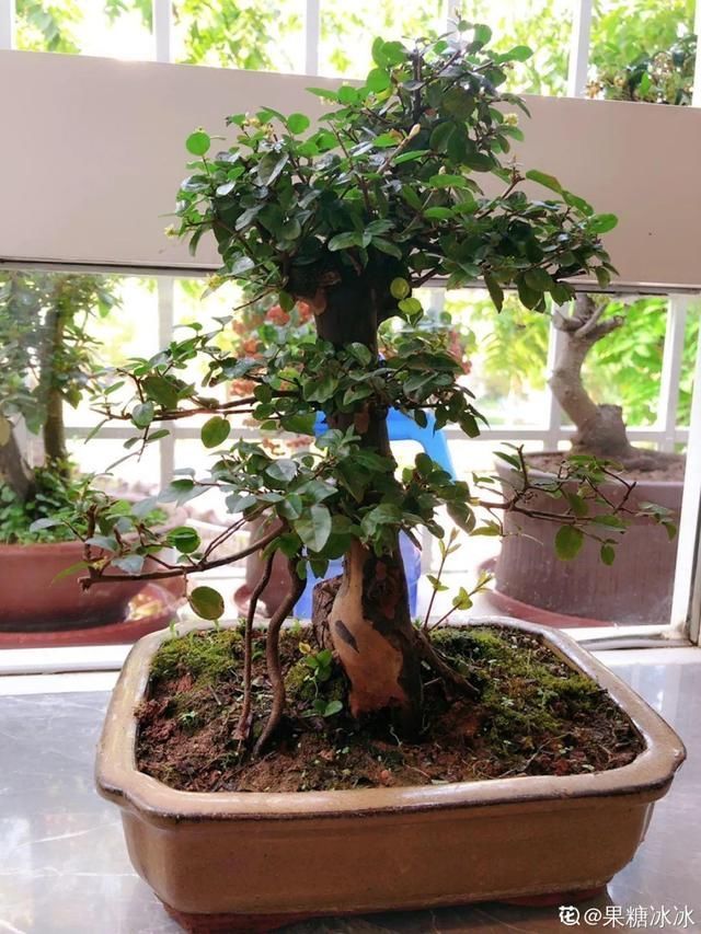 花盆里|农村不起眼的树,挖一棵做盆景,比买得还要好看
