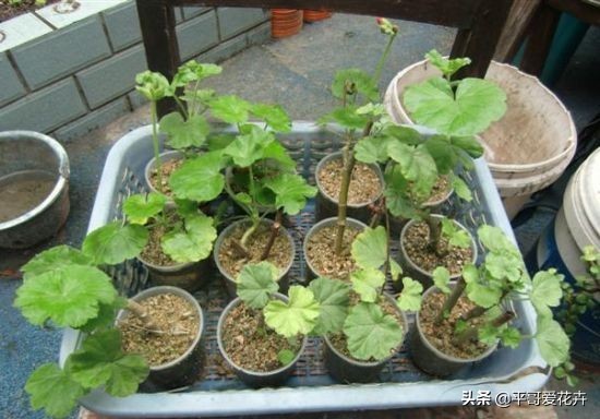 养花|“3种花”适合9月扦插,温度适宜,生根快,而且不黑腐、不烂根