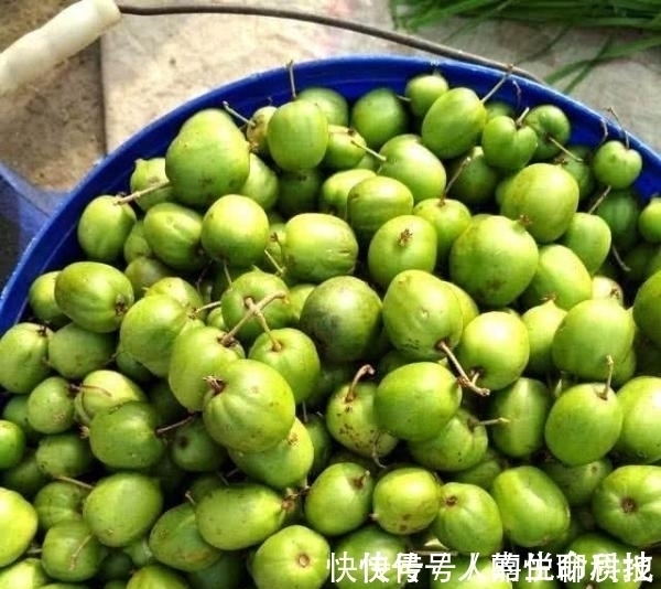 圆枣子|它是抗癌、抗衰老的神果,价值不输于榴莲,被誉为“世界之珍果”