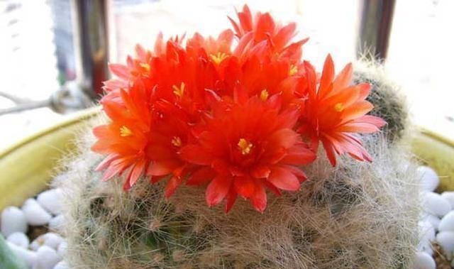 想让仙人球开花,就靠一个“虐”,憋出一窝花芽,养成繁花小老桩