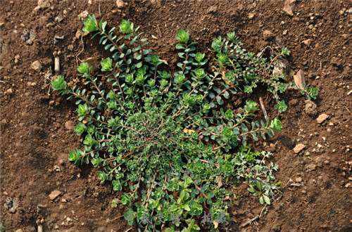野花野草|农村有种野草,用手掰能出“牛奶”,小孩经常玩,却不知价值很高