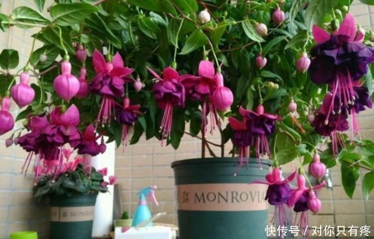 养花就养个花期长的,花大色艳,花开媲美玫瑰,花朵姿态万千,美