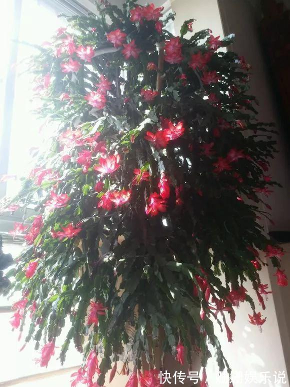 3种“丑花”，长得不怎么样，却能旺运镇宅，关键还好养