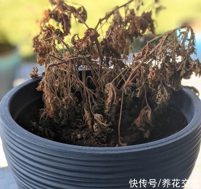 栽种|旧土养花注意4点，避免有病虫残留，有三类花不适合用旧土养