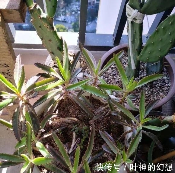 长寿花|养几棵不死鸟,长大后留着嫁接,嫁接长寿花,开花数量翻倍