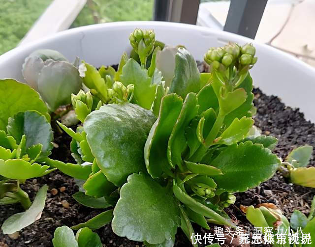 分化|想长寿花多冒苞，土里埋下这“两料”，蹭蹭窜芽，开出层叠群花