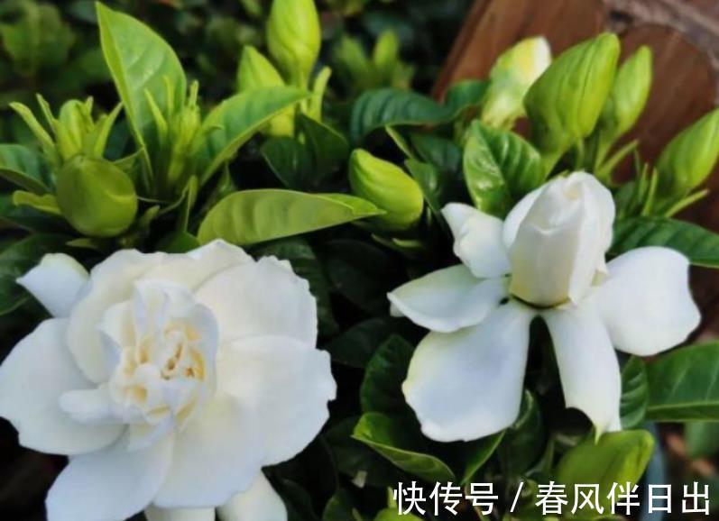 北方地区|室内盆栽栀子花，掌握3要领，下半年花开不断，天天像喷了香水