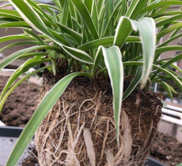 没出现这3种状态,别给植物乱换盆土,不然全是瞎折腾